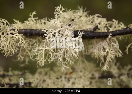 Graden abbandonato in zona umida, rami alberati ricoperti di licheni, sfondo naturale macro floreale Foto Stock