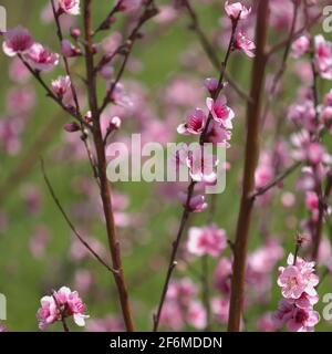 Fioritura alberi di pesca rami naturale macro sfondo floreale Foto Stock