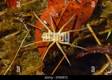 Una spider da pesca a sei punti, Dolomedes triton, che galleggia su una superficie di laghetto. Foto Stock