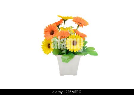 Pianta domestica in vaso Gerbera giallo. Parte interna. Isolato su sfondo bianco. Foto Stock