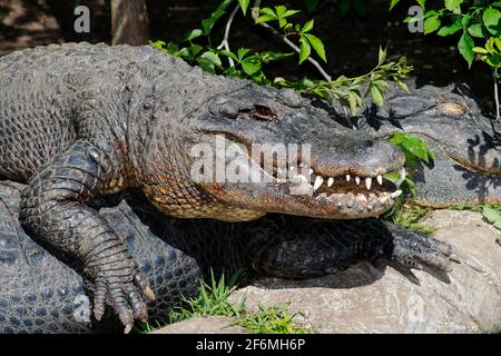 Un alligatore americano, Alligator missisippiensis, sta crogiolandosi al sole. Foto Stock