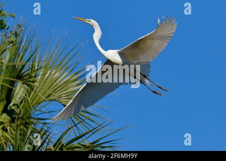 Un grande egret, Ardea alba, in volo contro il cielo blu. Foto Stock