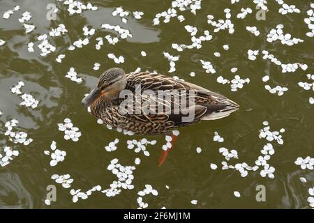 Washington DC, Stati Uniti. 1 aprile 2021. Un'anatra è tra i petali che sono caduti da alcuni dei 3,000 alberi di fiori di ciliegio al bacino di Tidal a Washington DC giovedì 1 aprile 2021. Molti dei petali sono stati persi dopo la pioggia pesante il giorno prima. (Immagine di credito: © Mark HertzbergZUMA Wire) Foto Stock