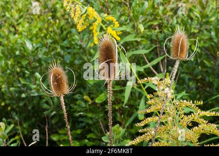 Pettine comune di teasel essiccato, o testa di semi, Dipsacus fullanum, anche noto come teazel, teasle. STATI UNITI Foto Stock