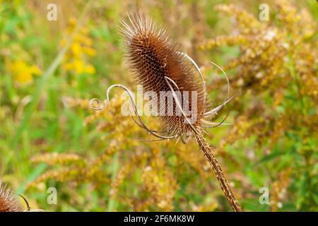 Pettine comune di teasel essiccato, o testa di semi, Dipsacus fullanum, anche noto come teazel, teasle. STATI UNITI Foto Stock