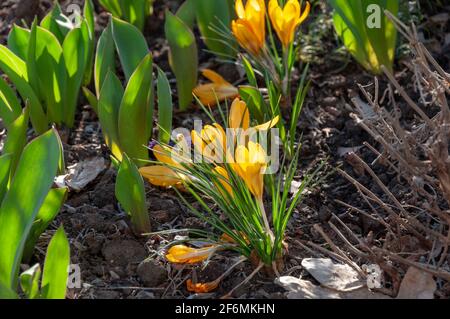 Fiori gialli freschi croci, fiori di primavera sfondo nella natura selvaggia. Croccus stagionale all'inizio della primavera. Foto Stock