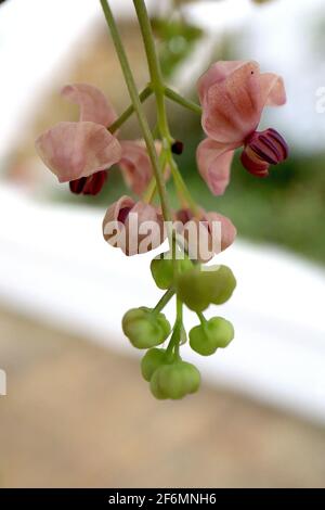 Akebia quinata vite di cioccolato – fiori viola profumati a forma di coppa con setti spessi, aprile, Inghilterra, Regno Unito Foto Stock