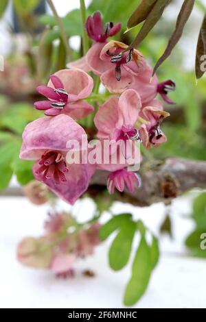 Akebia quinata vite di cioccolato – fiori viola profumati a forma di coppa con setti spessi, aprile, Inghilterra, Regno Unito Foto Stock