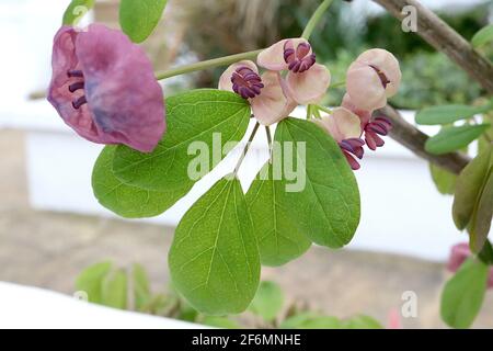 Akebia quinata vite di cioccolato – fiori viola profumati a forma di coppa con setti spessi, aprile, Inghilterra, Regno Unito Foto Stock