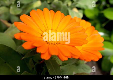 Calendula officinalis Pot marigold – fiori arancioni a margherita con proprietà medicinali, aprile, Inghilterra, Regno Unito Foto Stock