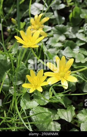 Ficaria verna Lesser celandine – fiori lucidi di colore giallo brillante e foglie a forma di cuore, aprile, Inghilterra, Regno Unito Foto Stock