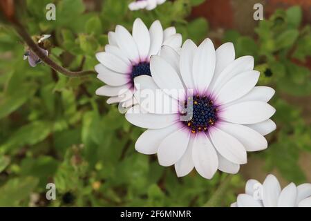 Osteospermum ecklonis ‘White’ Diorphotheca ecklonis White – fiori bianchi a margherita con centro nero, aprile, Inghilterra, Regno Unito Foto Stock