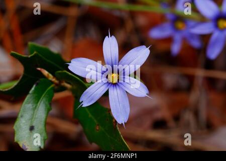 Un'erba dagli occhi azzurri, sisyrinchium angustifolium, fioritura . Foto Stock