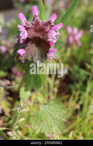 Lamium purpureum Deadortica rossa – grappolo di fiori rosa crepacci tra le foglie superiori, aprile, Inghilterra, Regno Unito Foto Stock