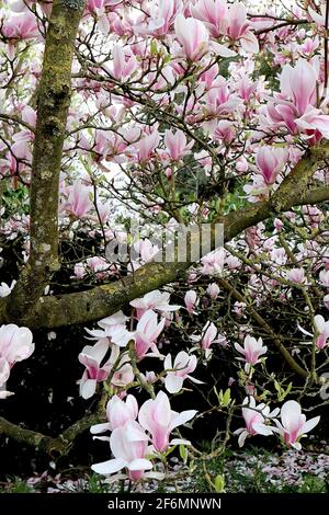 Magnolia x soulangeana ‘Picture’ Magnolia – fiori bianchi con colore rosa porpora, petali interni bianchi, aprile, Inghilterra, Regno Unito Foto Stock