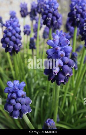 Muscari armeniacum ‘Docchio d'arca giacinto d'uva occhi scuri – fiori viola scuro e azzurri con foglie di erba-simile, aprile, Inghilterra, Regno Unito Foto Stock