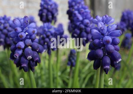 Muscari armeniacum ‘Docchio d'arca giacinto d'uva occhi scuri – fiori viola scuro e azzurri con foglie di erba-simile, aprile, Inghilterra, Regno Unito Foto Stock