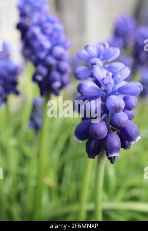 Muscari armeniacum ‘Docchio d'arca giacinto d'uva occhi scuri – fiori viola scuro e azzurri con foglie di erba-simile, aprile, Inghilterra, Regno Unito Foto Stock