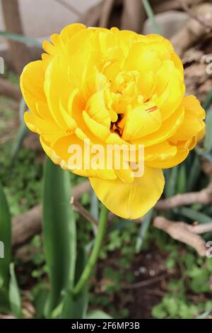 Tulipa ‘Yellow Pomponette’ Double late 11 Yellow Pomponette tulipano – fiori gialli doppi dorati, striature rosse occasionali, aprile, Inghilterra, Regno Unito Foto Stock