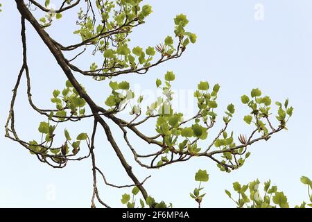 Liriodendron tulipifera tulipano – foglie verdi fresche a forma di tulipano su rami pendolari, aprile, Inghilterra, Regno Unito Foto Stock