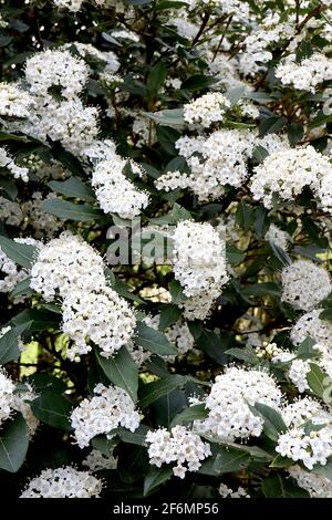 Viburnum tinus ‘French White’ laurustinus French White – grappoli di piccoli fiori bianchi profumati e grandi foglie di pelle, aprile, Inghilterra, Regno Unito Foto Stock