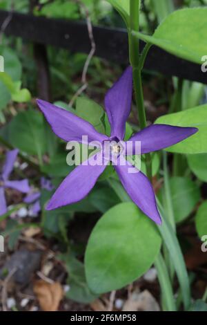 Vinca Major var. Oxyloba ‘Dartington Star’ Periwinkle Dartington Star – fiori viola scuro a forma di pinwheel con lunghi petali snelli, aprile, Inghilterra, Regno Unito Foto Stock