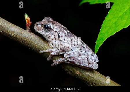 Una rana di pineta, Hyla femoralis, arroccata su un ramo di foraggio. Foto Stock