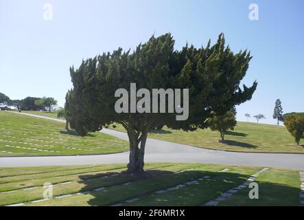 Culver City, California, USA 29 marzo 2021 UNA visione generale dell'atmosfera degli alberi al cimitero di Santa Croce il 29 marzo 2021 a Culver City, California, USA. Foto di Barry King/Alamy Stock foto Foto Stock