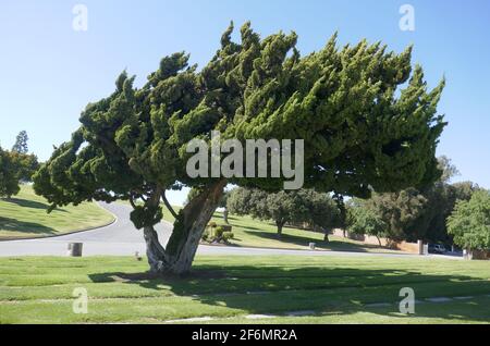 Culver City, California, USA 29 marzo 2021 UNA visione generale dell'atmosfera degli alberi al cimitero di Santa Croce il 29 marzo 2021 a Culver City, California, USA. Foto di Barry King/Alamy Stock foto Foto Stock