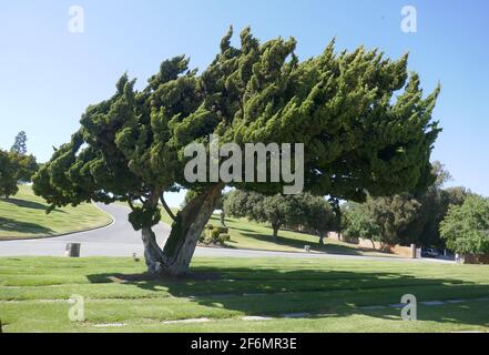 Culver City, California, USA 29 marzo 2021 UNA visione generale dell'atmosfera degli alberi al cimitero di Santa Croce il 29 marzo 2021 a Culver City, California, USA. Foto di Barry King/Alamy Stock foto Foto Stock