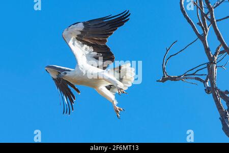 Aquila di mare dalla ribellione bianca (Haliaeetus leucogaster) decollo da un albero, Carmila Beach, vicino a Sarina, Queensland, QLD, Australia Foto Stock