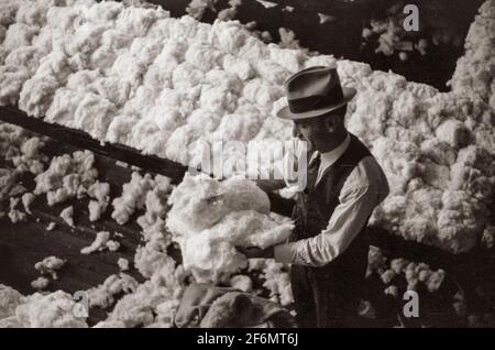 Campionatura e classificazione del cotone nelle aule dell'ufficio di Cotton Factor, Memphis, Tennessee. 1939. Foto Stock