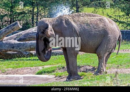 Asiatico elefante femmina la spruzzatura di acqua su se stesso in una calda giornata estiva Foto Stock