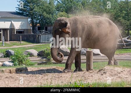 Elefante asiatico femmina che spruzzano fango su se stesso Foto Stock