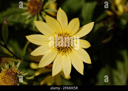 Helianthus giganteus, il girasole gigante o girasole alto, è una specie di Helianthus originaria degli Stati Uniti orientali e del Canada. Foto Stock