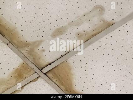 Perdite dal soffitto, acqua sporca vecchia sul tetto o allagamento dei vicini, riparazione del soffitto. Foto Stock