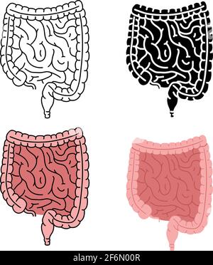 Illustrazione vettoriale dell'intestino umano sano isolata su sfondo bianco Illustrazione Vettoriale