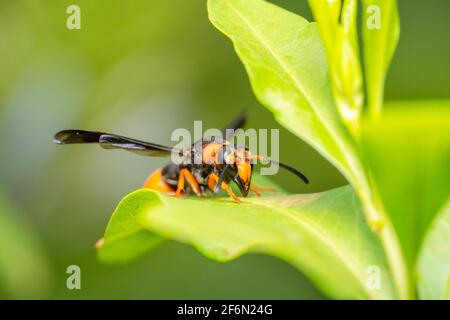 Super Close up full body shot di un Orange Potter Wasp Eumenes latreillii con grandi occhi seduti su una foglia verde Foto Stock