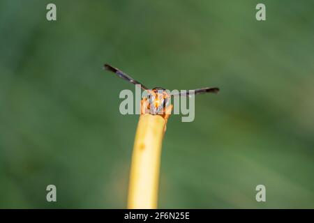 Super Close up full body shot di un Orange Potter Wasp Eumenes latreillii con grandi occhi seduti su un bastone guardando la fotocamera Foto Stock