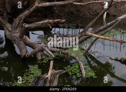 Lo sfondo naturale di Big Tree rotto caduto e detriti nel canale. Rami rotti, nessun fuoco, specificamente. Foto Stock