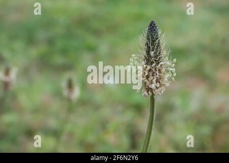 fiore ribwort fiore in primavera in un campo all'aperto plantago lanceolata Foto Stock