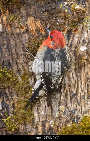 Sapsucker rosso (Sphyrapicus ruber), Ankeny National Wildlife Refuge, Oregon Foto Stock