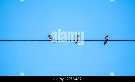 Gruppo di swallows seduti sui cavi. Le forbone sono appoggiate sul filo elettrico. Foto Stock