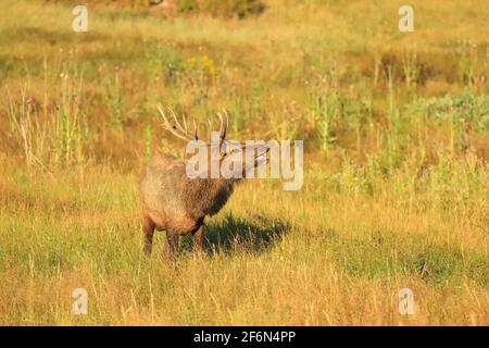 Giovane alce toro durante la rut autunnale Foto Stock