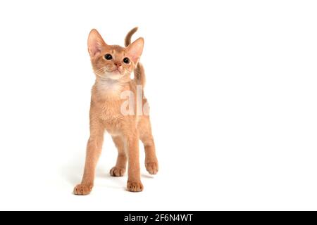 Il gatto di zenzero abissino si erge su uno sfondo bianco Foto Stock