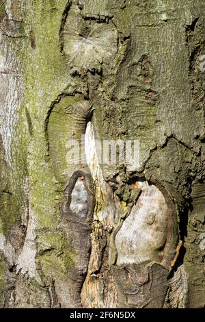 Consistenza ravvicinata della corteccia di faggio europea Foto Stock