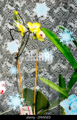 Houseplant Phalaenopsis Orchid fiore pianta su davanzale, tenda Phalaenopsis finestra Foto Stock