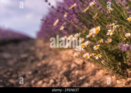 Primo piano su margherite in fiore lavanda fiori profumati campi in infinite file al tramonto. Fuoco selettivo sui cespugli di viola lavanda aromatico Foto Stock