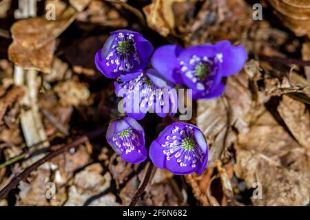 Fiore hepatica nella foresta, primo piano Foto Stock