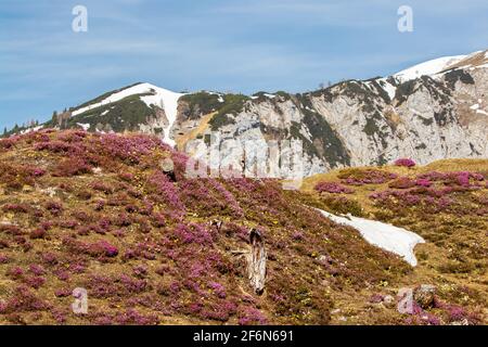 Erica carnea in montagna, alpi Giulie Foto Stock